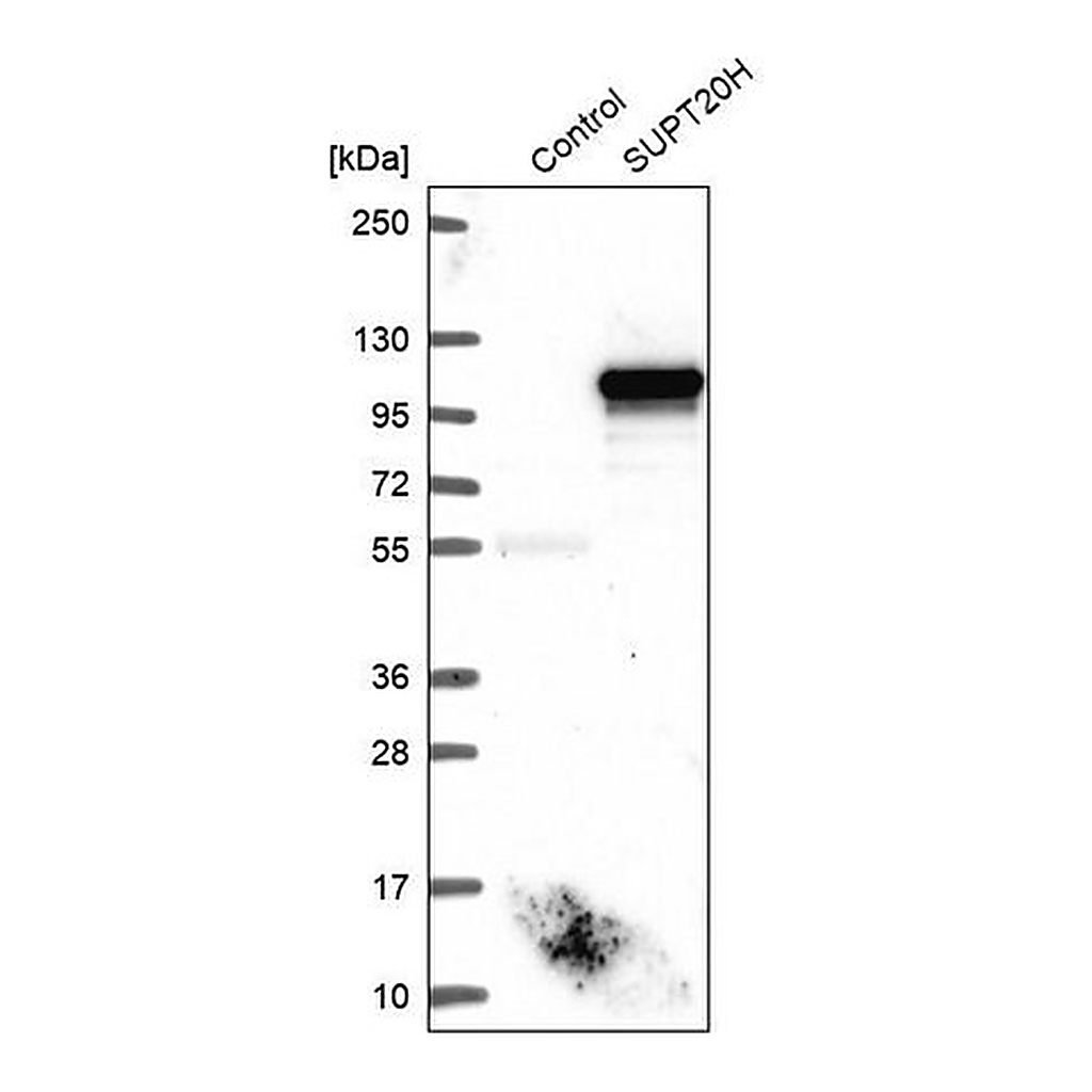 Merck Anti-SUPT20H antibody produced in rabbit