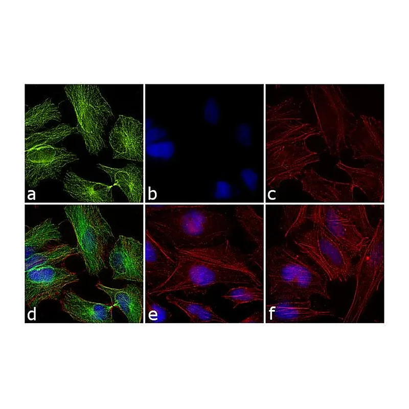 Thermo Fisher Scientific Donkey anti-Rabbit IgG (H+L) Cross-Adsorbed Secondary Antibody, FITC