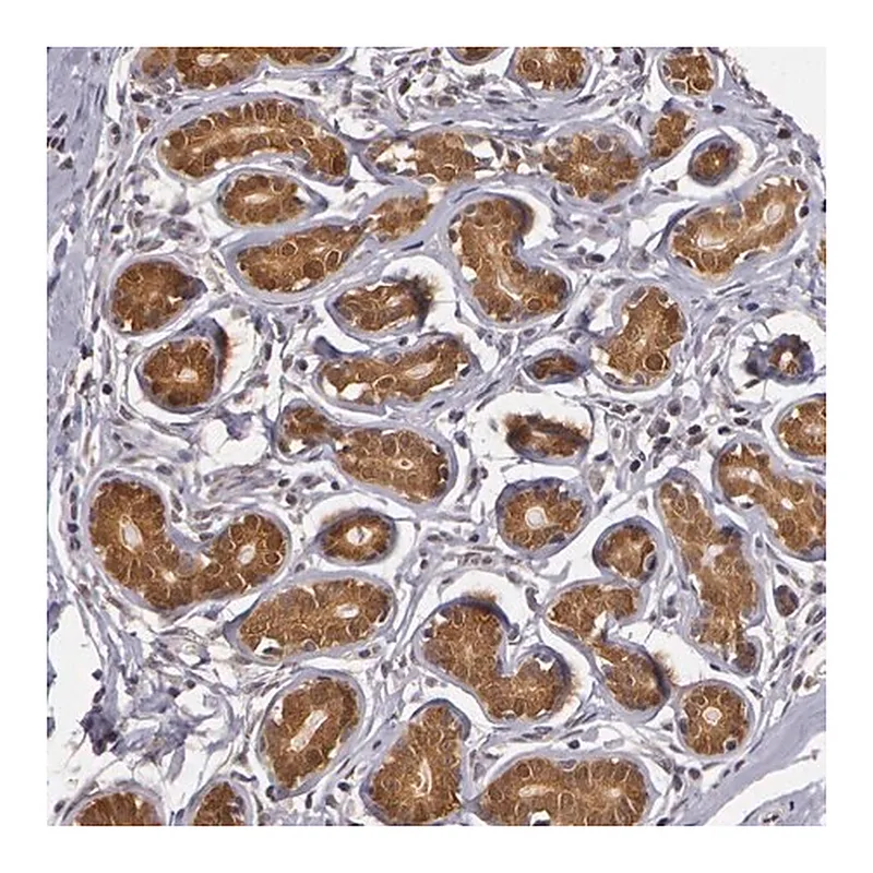 Merck Anti-AHSA1 antibody produced in rabbit