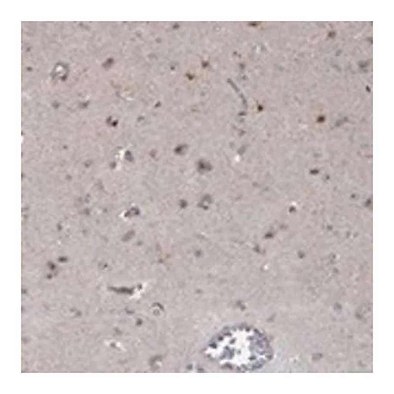 Merck Anti-PPP1R16B antibody produced in rabbit