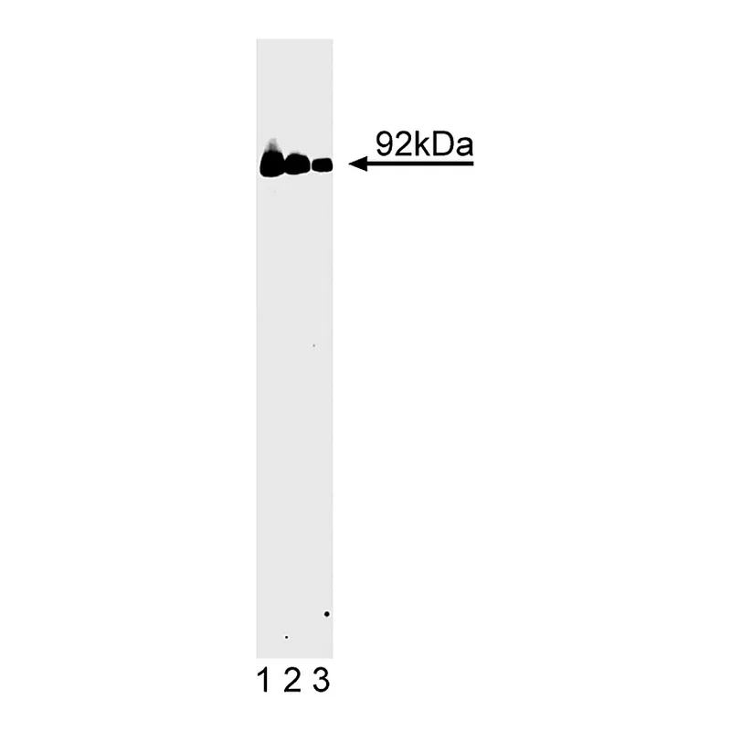 BD Purified Mouse Anti-Stat3