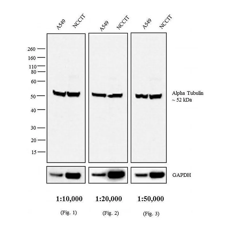 Thermo Fisher Scientific Donkey anti-Rat IgG (H+L) Secondary Antibody, HRP