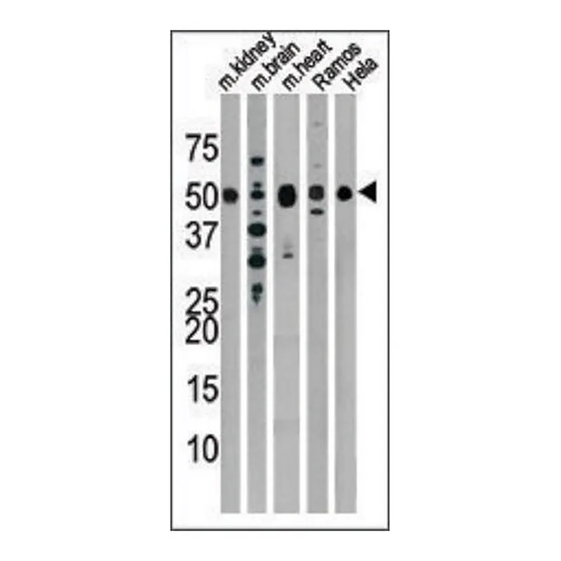 Merck Anti-Drosophila Parkin (N-term) antibody produced in rabbit