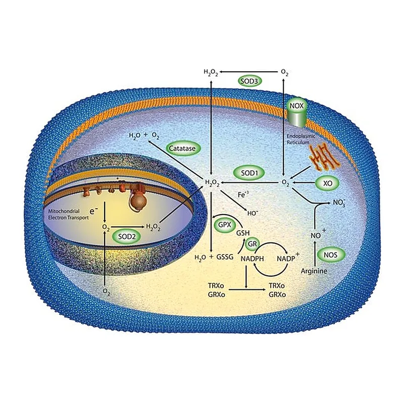 Merck Superoxide Dismutase from bovine liver