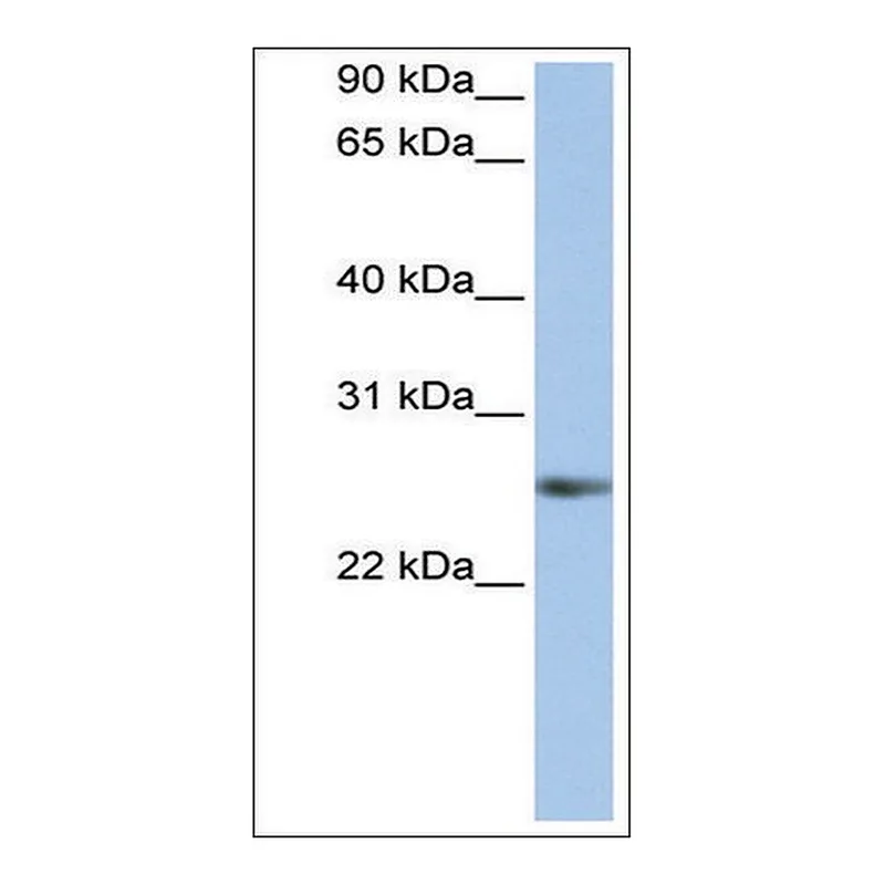 Merck Anti-MyF5 antibody produced in rabbit