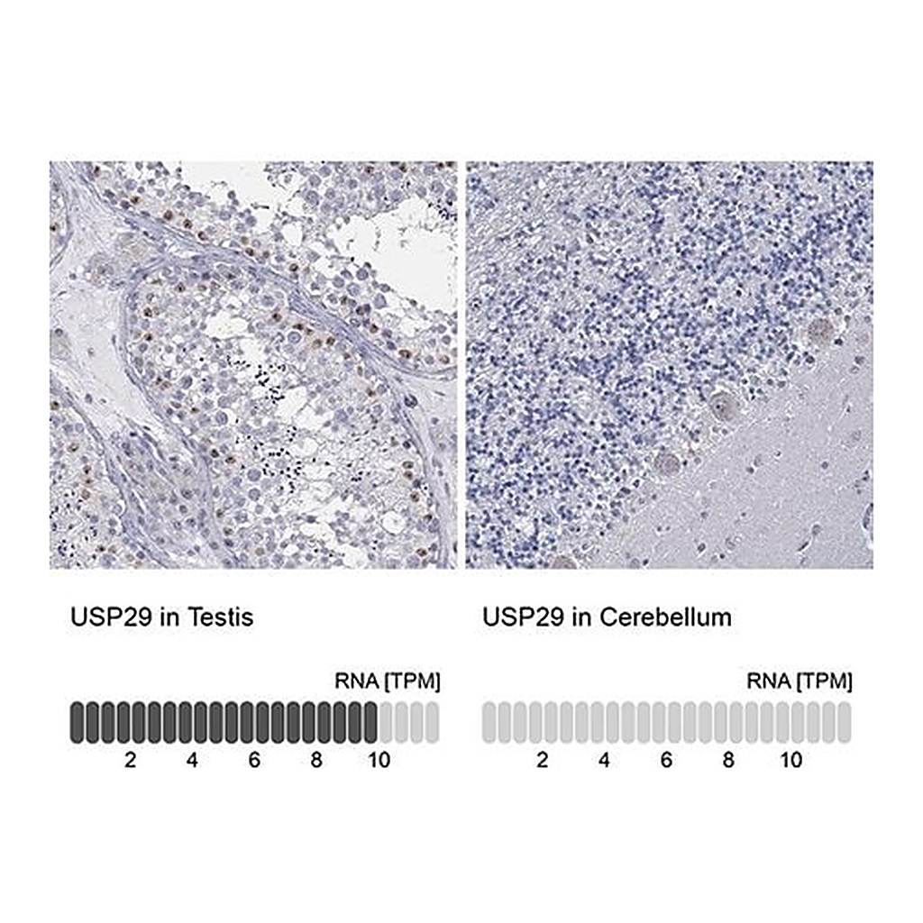 Merck Anti-USP29 antibody produced in rabbit