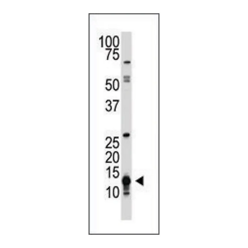 Merck Anti-Drosophila Sumo (C-term) antibody produced in rabbit