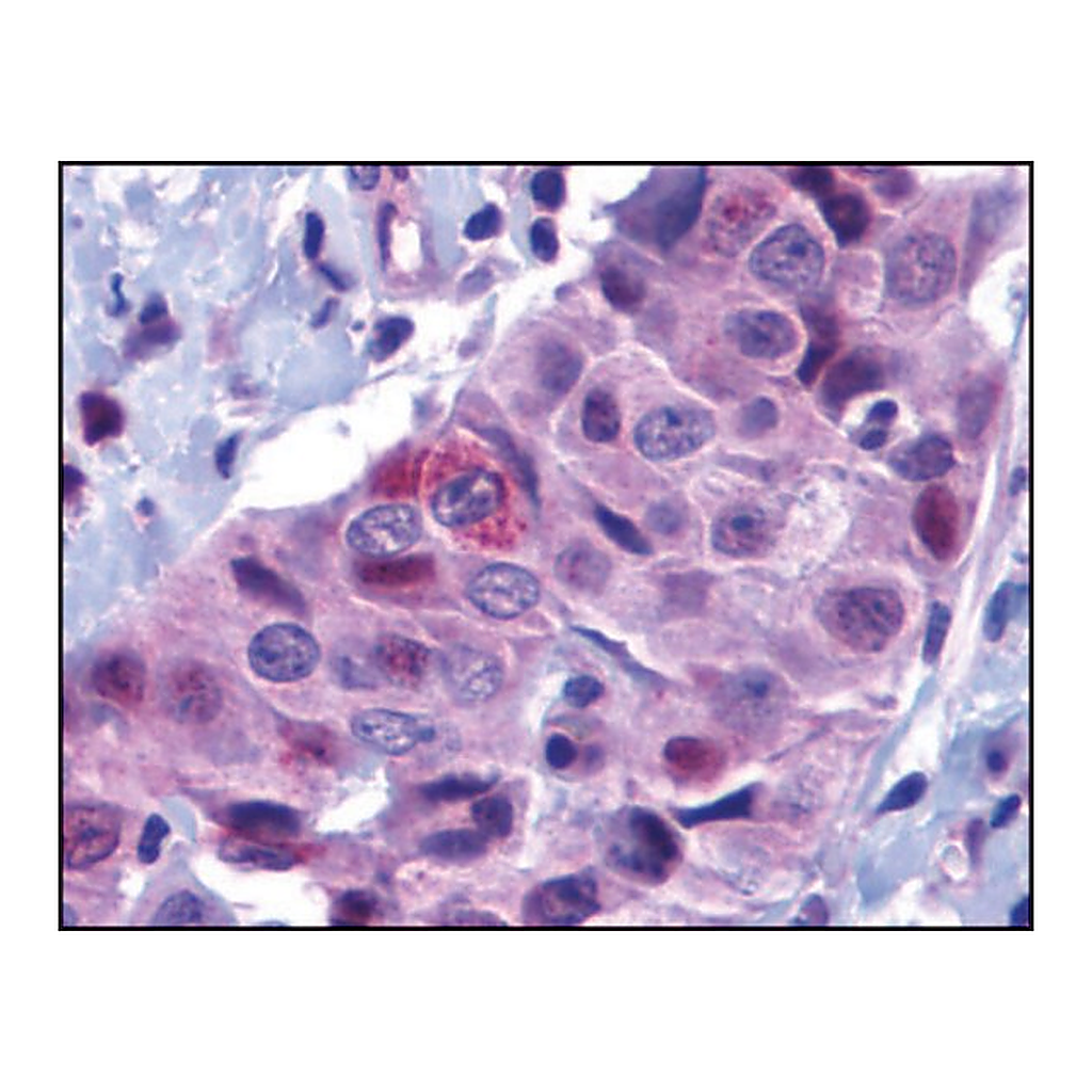 Merck Anti-PUMA (ab2) antibody produced in rabbit