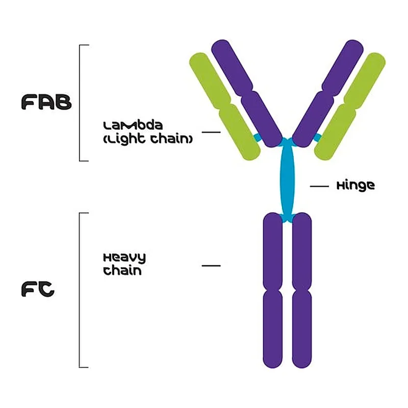 Merck IgG3, Lambda from murine myeloma