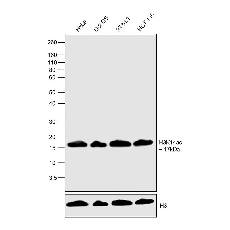 Thermo Fisher Scientific H3K14ac Recombinant Superclonal Antibody (31HCLC), ChIP-Verified
