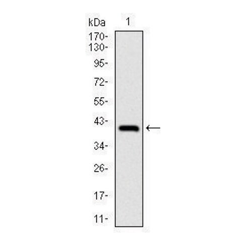 Merck Monoclonal Anti-NEDD8 antibody produced in mouse