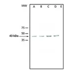 Merck ANTI-ATMPK3, ANTIBODY PRODUCED IN RABBIT