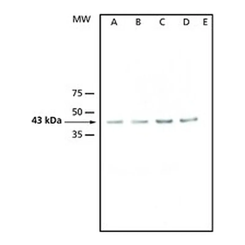 Merck ANTI-ATMPK3, ANTIBODY PRODUCED IN RABBIT
