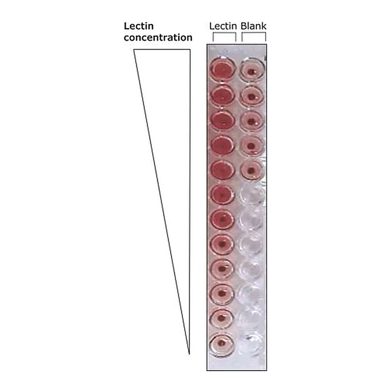 Merck Lectin from Ulex europaeus (gorse, furze)
