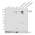Thermo Fisher Scientific Goat anti-Human IgG (H+L) Secondary Antibody, HRP
