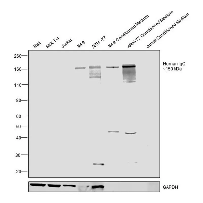 Thermo Fisher Scientific Goat anti-Human IgG (H+L) Secondary Antibody, HRP