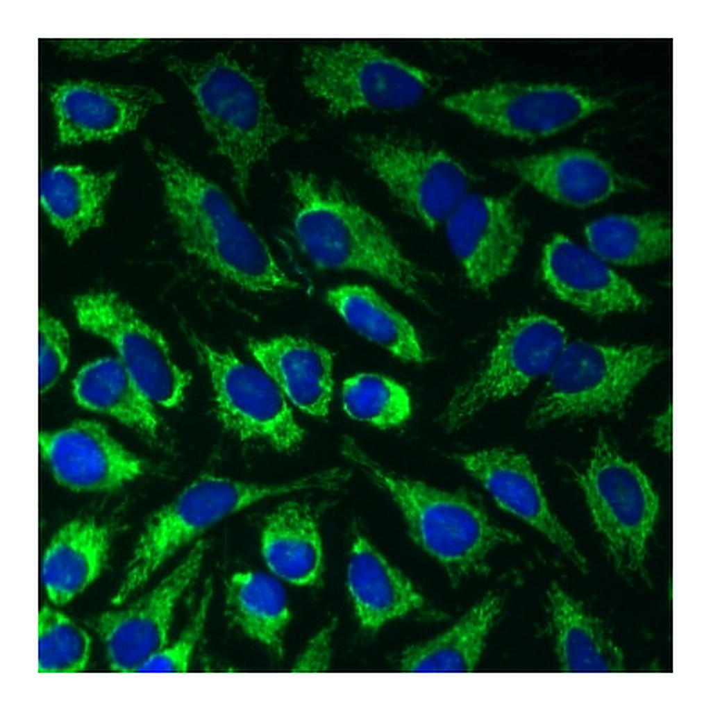 BD Alexa Fluor® 647 Mouse anti-Cytochrome c