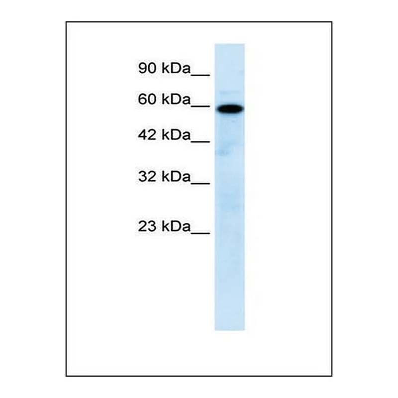 Merck Anti-MCOLN1 antibody produced in rabbit