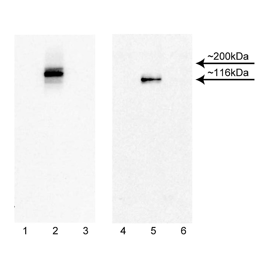 BD Purified Mouse Anti-NHP CD45