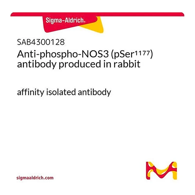 Merck Anti-phospho-NOS3 (pSer1177) antibody produced in rabbit