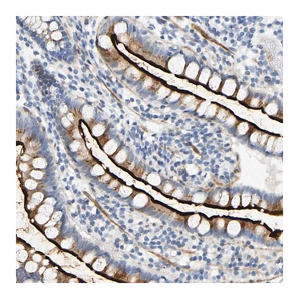 Merck Anti-SLC30A7 antibody produced in rabbit