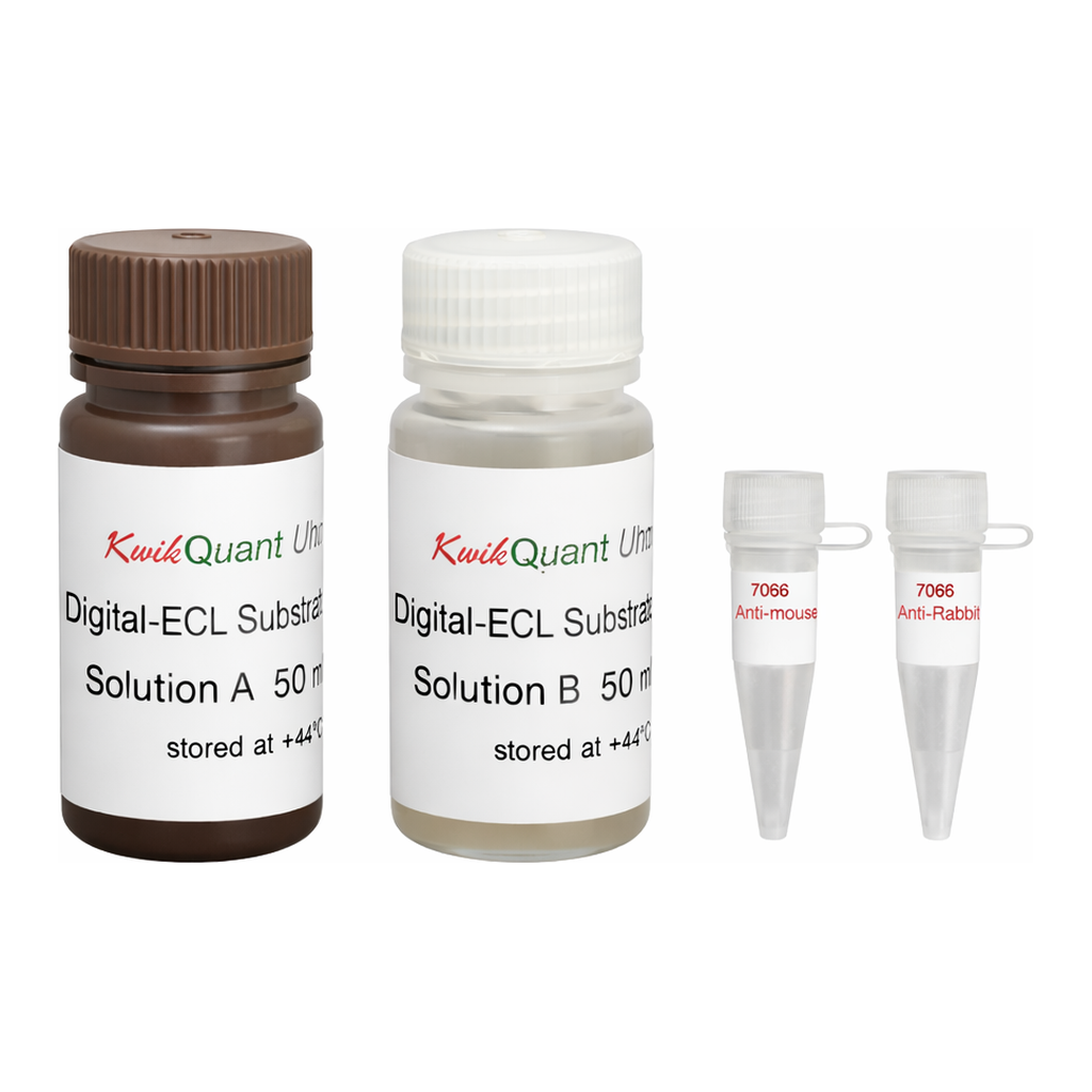 Kindle Biosciences WESTERN BLOT DETECTION KIT