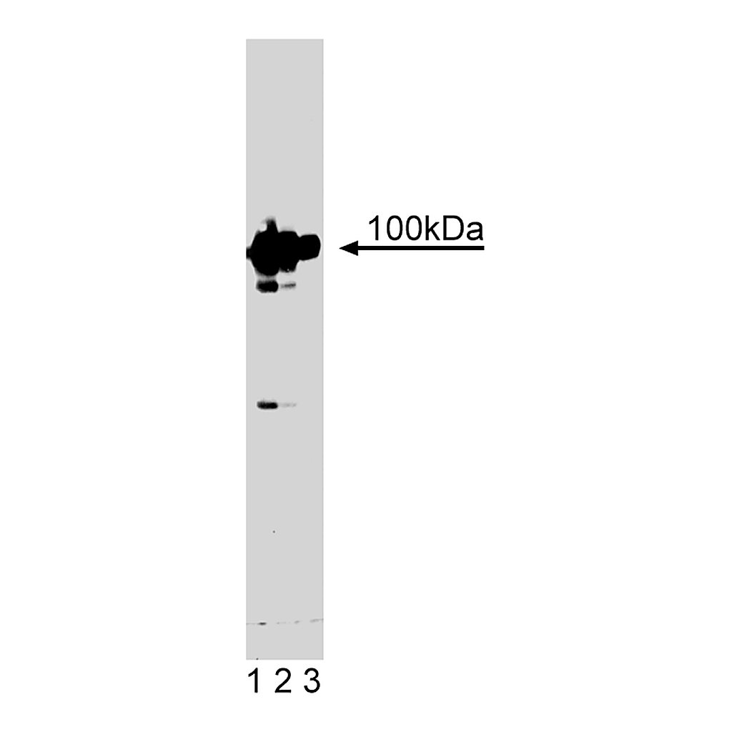BD Purified Mouse Anti-Dynamin