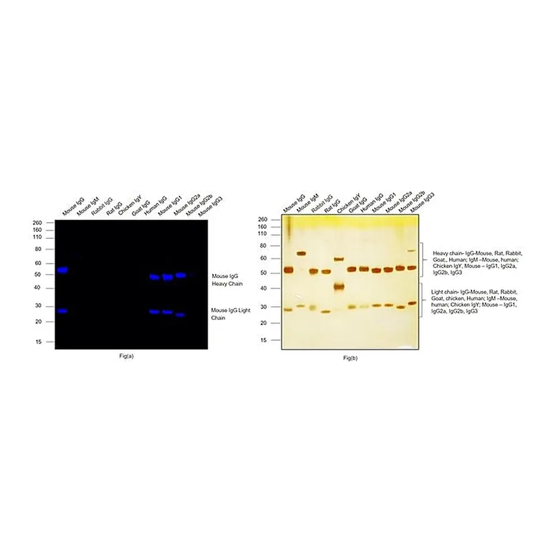 Thermo Fisher Scientific Goat anti-Mouse IgG (H+L) Highly Cross-Adsorbed Secondary Antibody, Alexa Fluor Plus 680