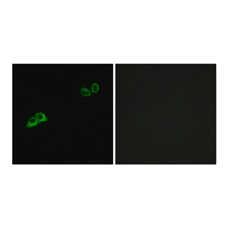 Merck Anti-OR2AT4 antibody produced in rabbit
