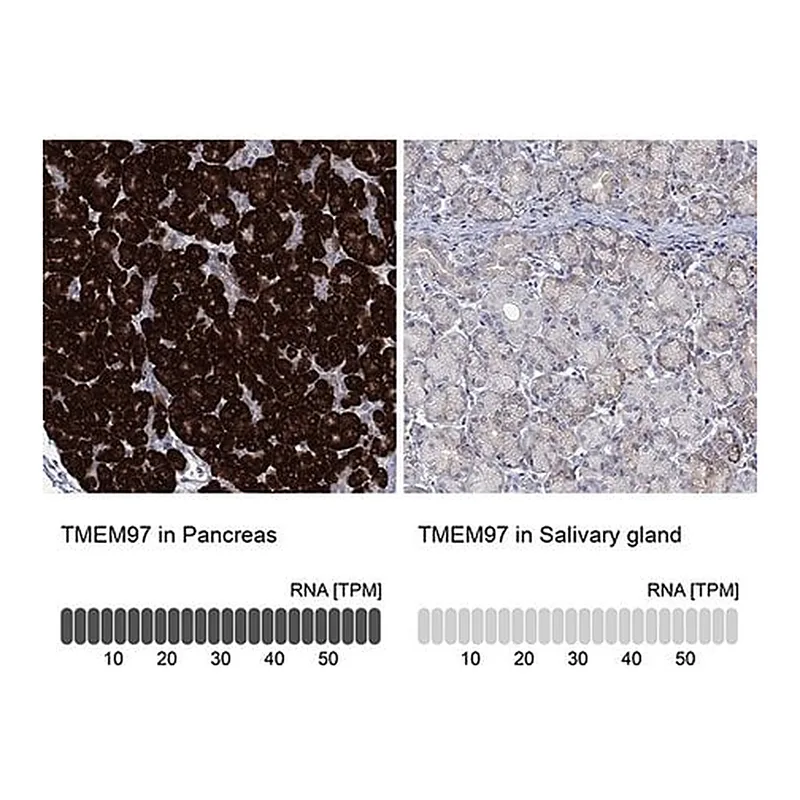 Merck Anti-TMEM97 antibody produced in rabbit