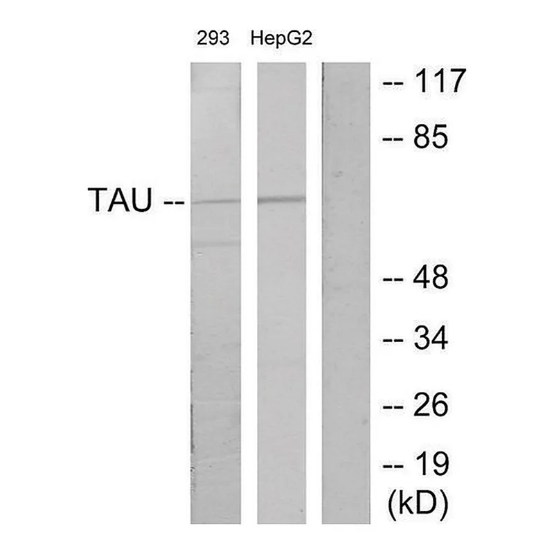 Merck Anti-TAU antibody produced in rabbit