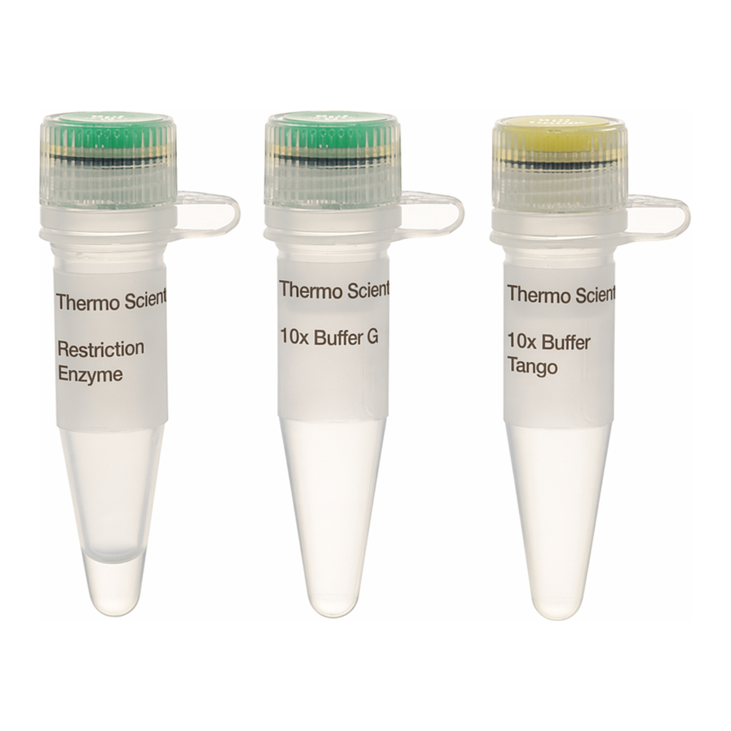 Thermo Fisher Scientific BclI (10 U/&mu;L), 1,000 units