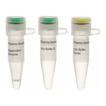 Thermo Fisher Scientific BclI (10 U/μL), 1,000 units