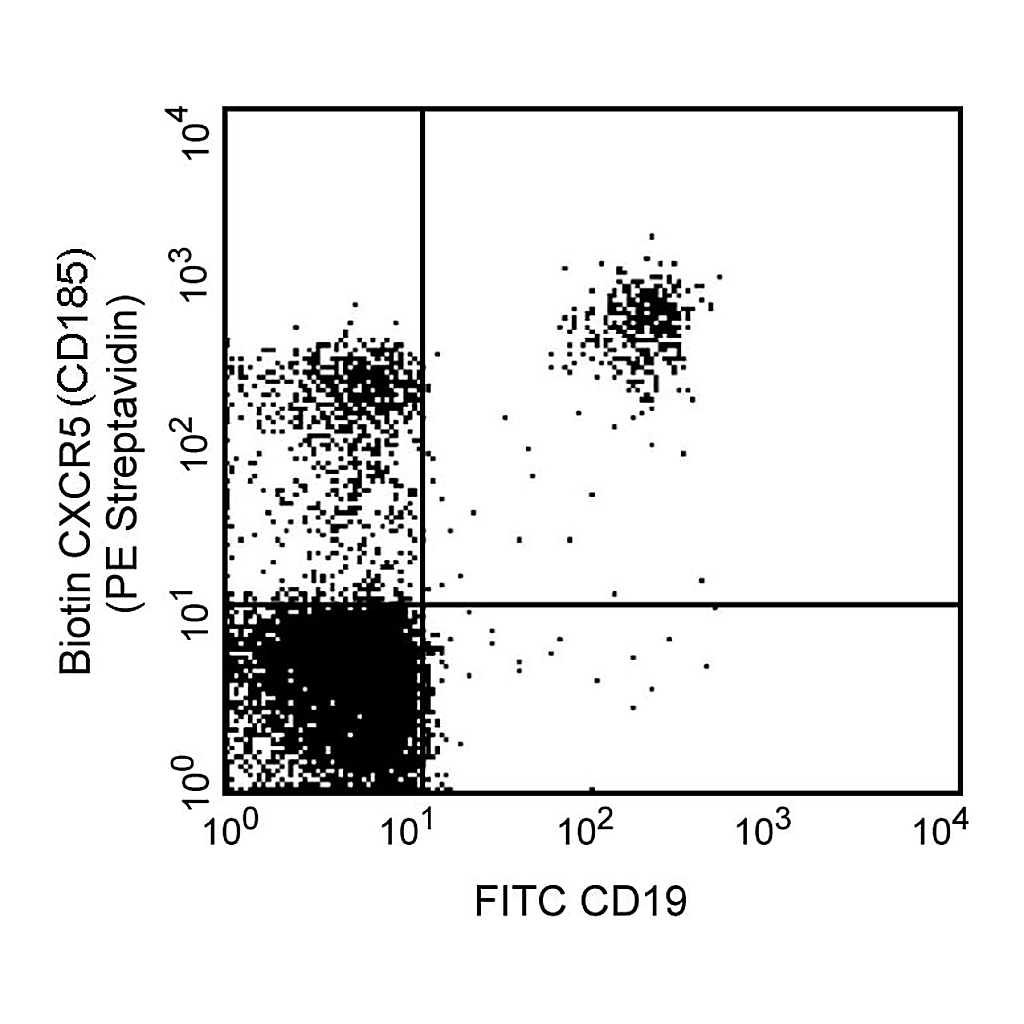 BD Biotin Rat Anti-Human CXCR5 (CD185)