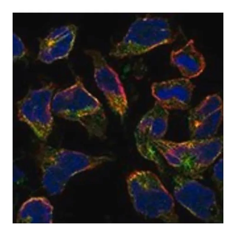 Merck Anti-HIGD1B antibody produced in rabbit