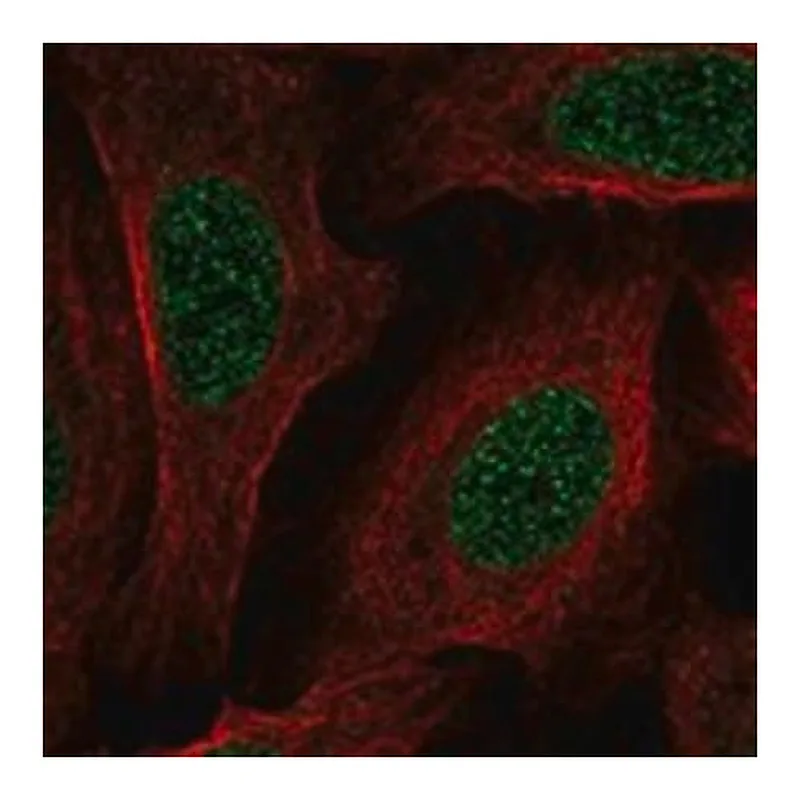Merck Anti-TMEM233 antibody produced in rabbit