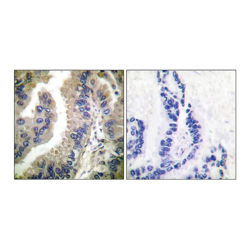 Merck Anti-HSP90A antibody produced in rabbit