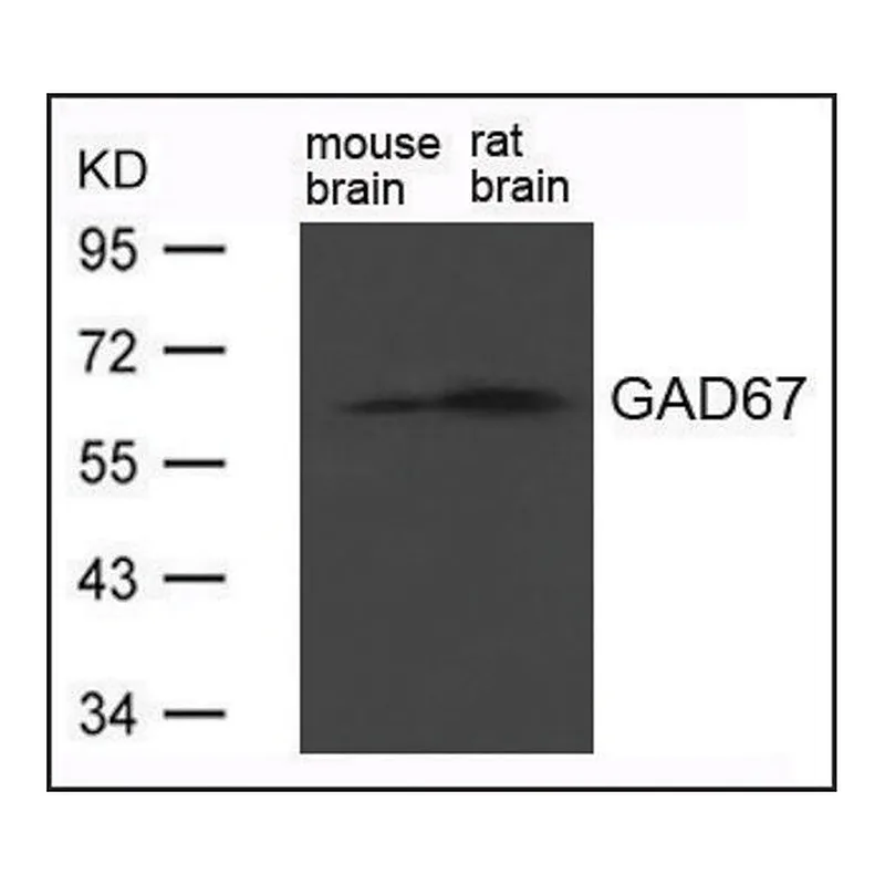 Merck Anti-GAD1 antibody produced in rabbit