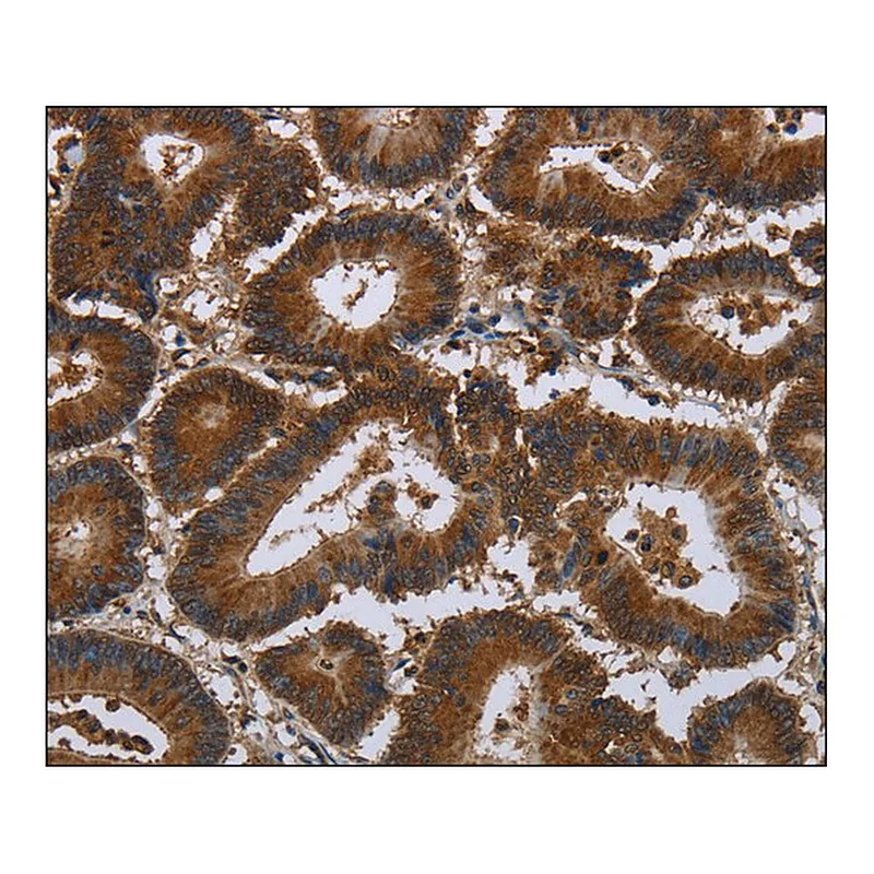 Merck Anti-CERS5 antibody produced in rabbit