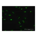 Merck Monoclonal Anti-OLIG2 antibody produced in mouse
