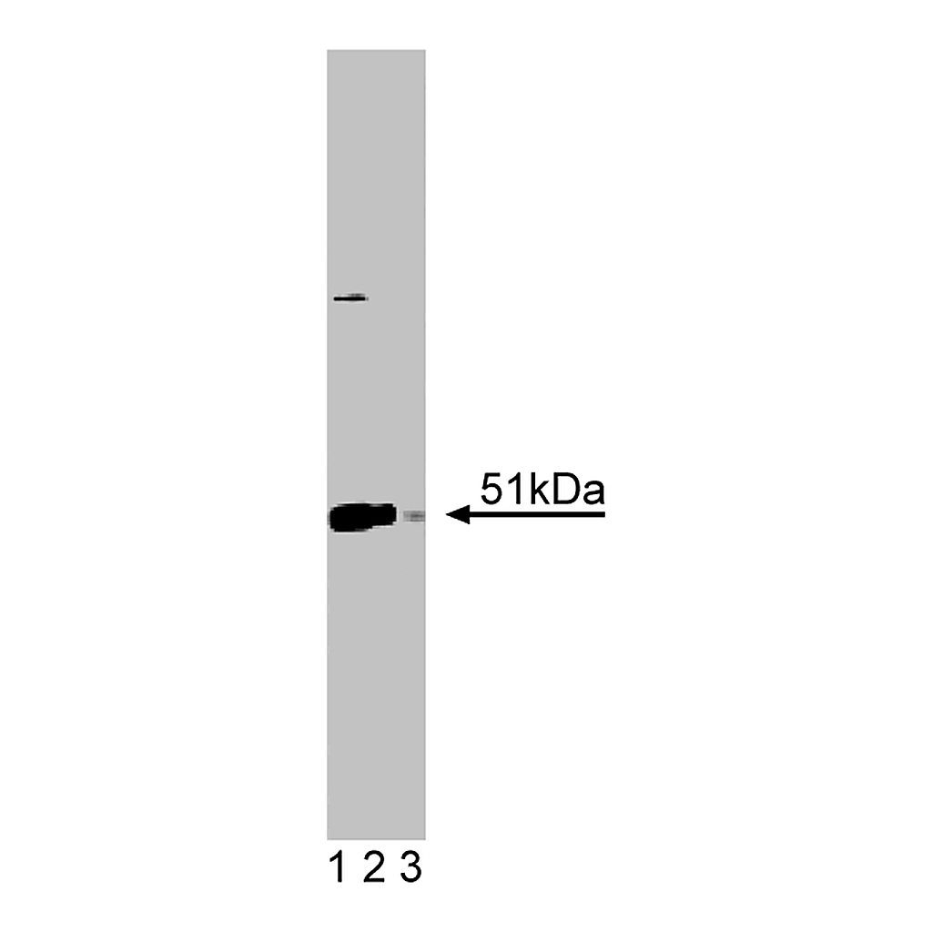 BD Purified Mouse Anti-Human Annexin VII