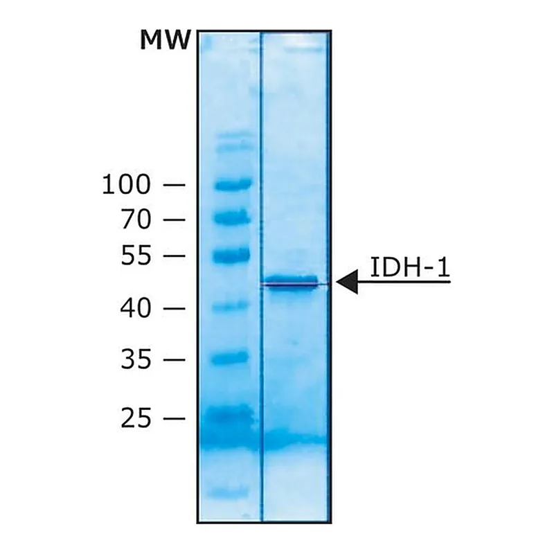 Merck Isocitrate Dehydrogenase 1 (NADP+) human