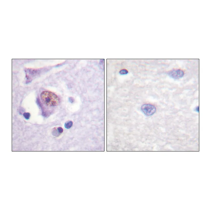 Merck Anti-SOX9 antibody produced in rabbit