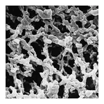 Merck Millipore Express PLUS Membrane Filter
