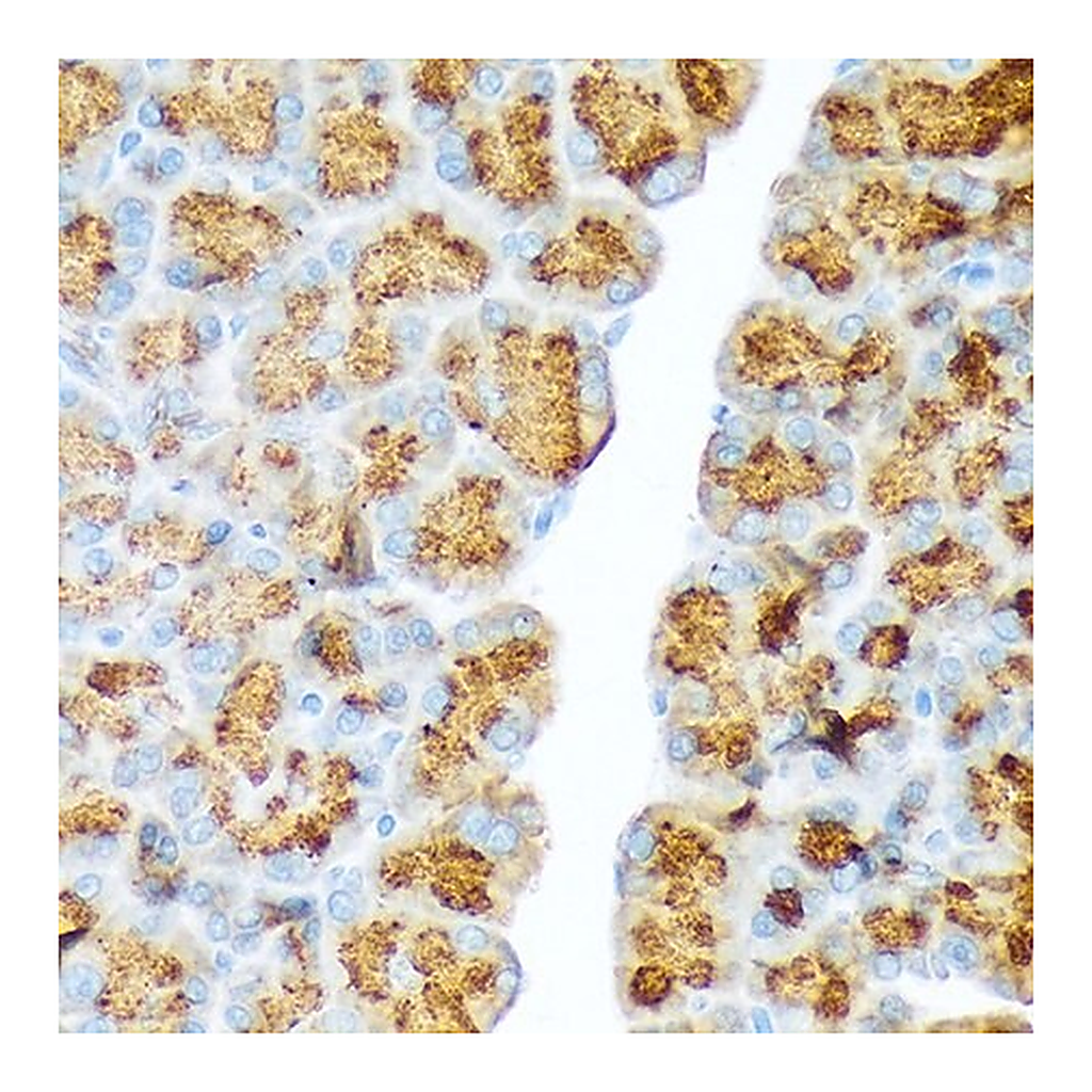 Merck Anti-CTRL antibody produced in rabbit
