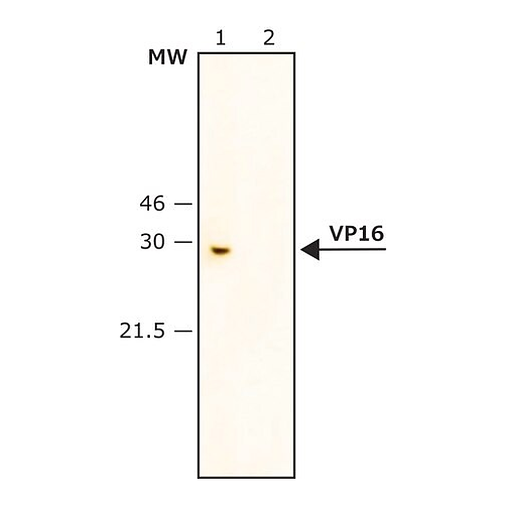 Merck Anti-VP16 antibody produced in rabbit