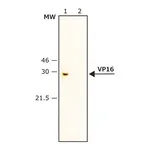 Merck Anti-VP16 antibody produced in rabbit
