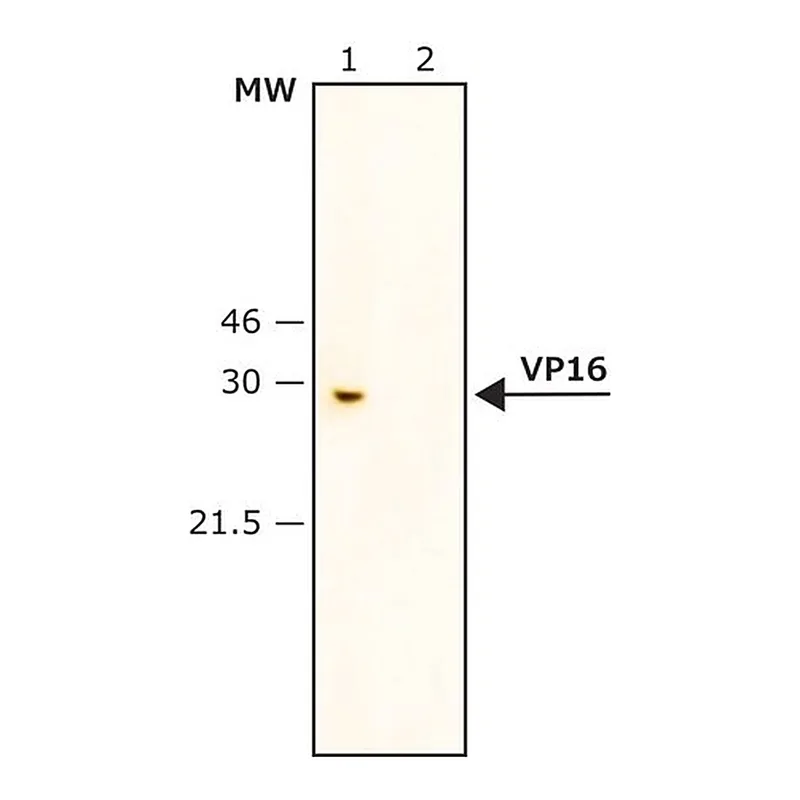 Merck Anti-VP16 antibody produced in rabbit