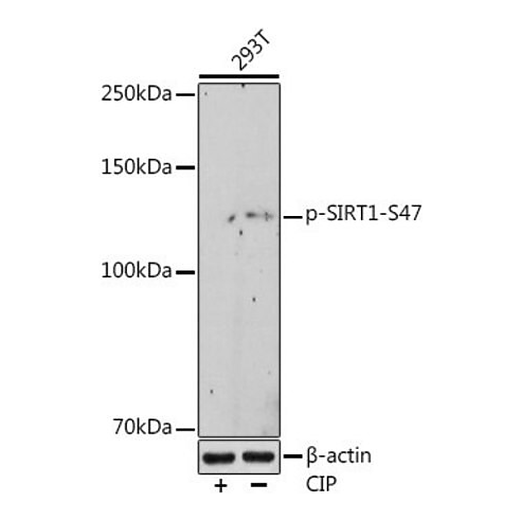 Merck Anti-Phospho-SIRT1-S47 antibody produced in rabbit