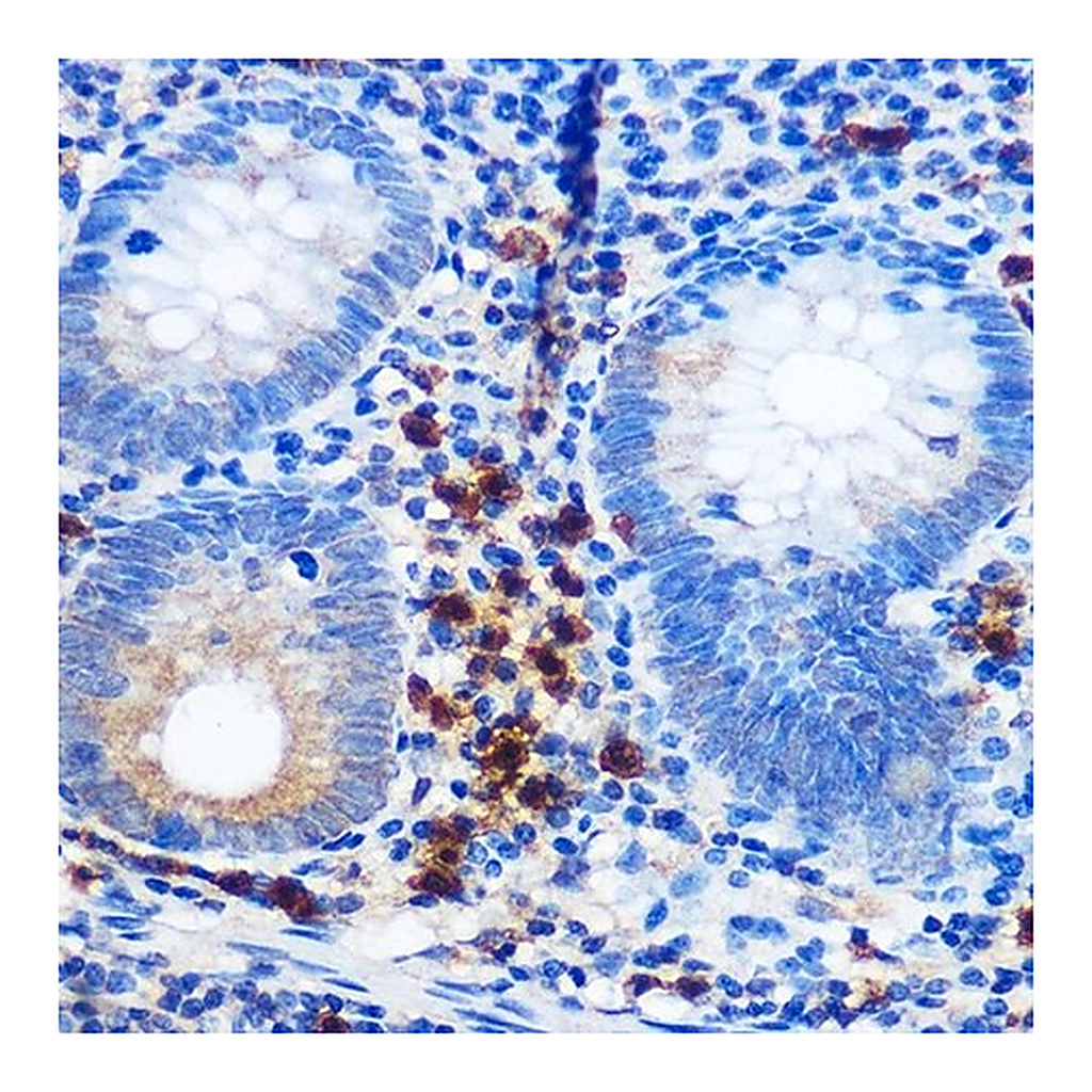 Merck Anti-CD41/ITGA2B antibody produced in rabbit